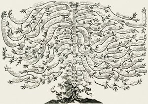 Albero genealogico marsciano ughelli